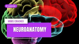 Lateral ventricle neuroanatomy trending neuroanatomy [upl. by Animrelliug]