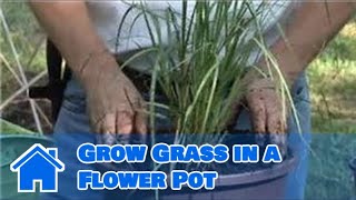 Container Gardening  How to Grow Grass in a Flower Pot [upl. by Pesvoh628]