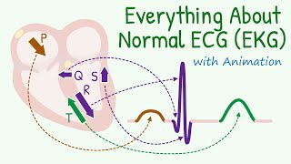 From Basics of 12 Lead ECG to How Waves are Produced Everything about Normal Electrocardiogram [upl. by Trudy346]