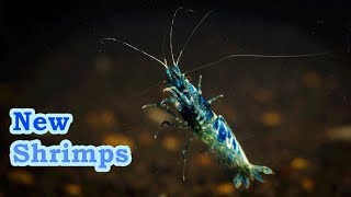 New Shrimps on farm Taiwan Bee Panda Mosura Steel Blue [upl. by Reeve959]