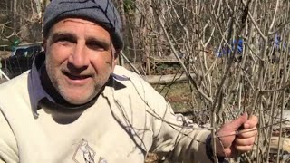 Prune and Propagate Chokeberry Pom Aronia Plants [upl. by Ardnauqal124]