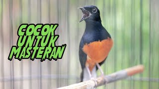 Murai Batu Isian Cililin Kinoi Masteran Jitu Murai Nyaut Gacor [upl. by Birdie]