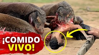 😨 Hombre es DEVORADO VIVO por 2 Dragones de Komodo al Mismo Tiempo [upl. by Jeanna]