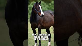 Strongest Horse breeds in the world  Biggest horse breeds in the world [upl. by Dlanor]