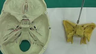 Os sphenoidale 2 Neurocranium Anatomi Laboratuvar videoları İnsan Anatomisi TUS DUS SBF Soru [upl. by Colner]