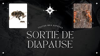 Sortie de diapause de toute mes espèces [upl. by Jim]