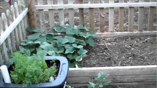 Planting Sweet Potatoes [upl. by Letney]