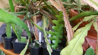 How to care for and grow Epiphyllum Cacti  Orchid Cactus Epiphytic cactus [upl. by Kendricks]