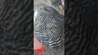 Bebe amrock 🐓 كتاكيت أمروك [upl. by Lawan]