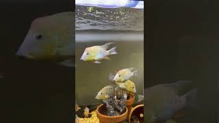 Redhump Eartheater Geophagus steindachneri Discus fish Bolivian ram clownloach Geophagus [upl. by Ludovico]