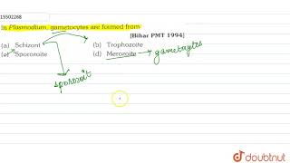 In Plasmodium gametocytes are formed form [upl. by Niemad]