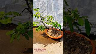 👆ForDetails  Polyalthia Suberosa tree bonsai Humjum Barachali Guakoli Murmuri Corkydebbar [upl. by Kinch]