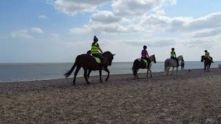 Horses on Pakefield beach [upl. by Llezo317]