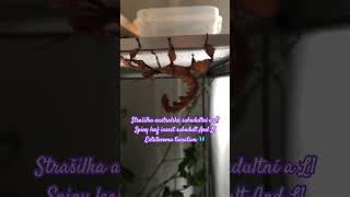 Spiny leaf insect  Extatosoma tiaratum  Strašilka Australská shorts leafinsect trendingshorts [upl. by Neehs]