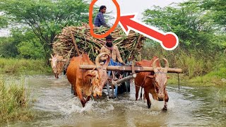 New Bullock Cart Heavy load accident in stuck  Indians buffalo stuck Bullockcart [upl. by Aifas526]