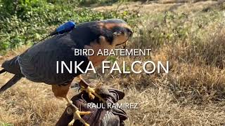 Aplomado falcon and Agriculture bird abatement [upl. by Naitsirc]