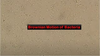 Brownian motion of Bacteria [upl. by Hatch]