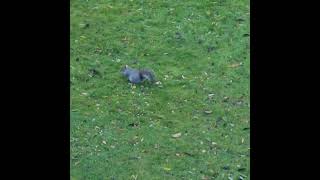 Two fullys enjoying seeds amp nuts squirrels garden [upl. by Ettesel]