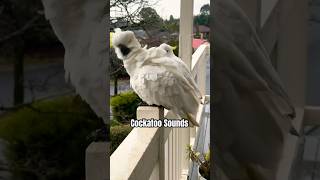 Wild Australian Cockatoo Sounds  Reporting Good BIRD News [upl. by Enia]