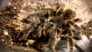 Tarantula Feeding Video 106  Featuring Explosive Thundering [upl. by Amadas]