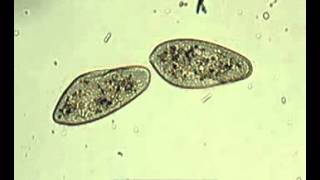 Binary fission in Paramecium [upl. by Edyaw143]