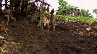 Land Diving at Pentecost Island in Vanuatu [upl. by Enyaht]