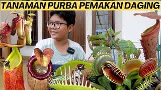 TANAMAN JAMAN PURBA PEMAKAN DAGING SERANGGA [upl. by Gerek]