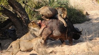 Lion vs Buffalo  Awesome Attack 獅子與水牛的 驚人的瞄準 [upl. by Bandler]