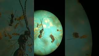 UNDER MICROSCOPE Who Are Small Parasitic Chalcid Wasps Body Size 05 to 20 mm Kyiv Ukraine [upl. by Buna]