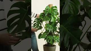 Monstera Deliciosa Gatenplant [upl. by Nessie]