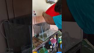 New 2 Feet Tank Setup For Goldfish🐟😍❤️ shortsgoldfish aquariumtankfishplantsranchugoldfish [upl. by Eoj]