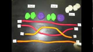 Homologous Recombination [upl. by Pearce]