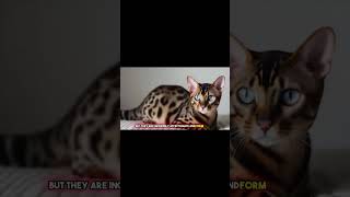 We Tested Bengal Cats and Heres What We Found Out [upl. by Eddana901]