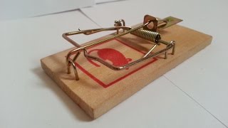 Biltema Mousetrap Unboxing and Test [upl. by Horn]