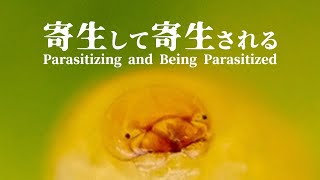 寄生植物アメリカネナシカズラに寄生する虫【マダラケシツブゾウムシ】 [upl. by Oal693]