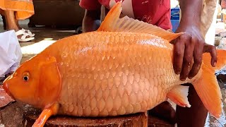 Never Seen Big Carp Fish Cutting Live In Fish Market  Fish Cutting Skills [upl. by Airotnahs]