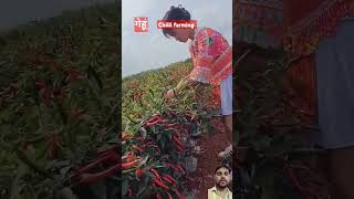 wheat with chilli 🌶️🌶️ farming in china  agriculture farmer short asmr [upl. by Negrom]