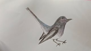 How to draw Magpie step by step very easy [upl. by Eltsyrhc]