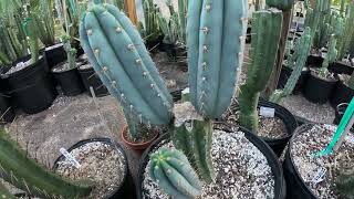 Eastern Star CactusThe tricho Blues Again columnar cactus blue variations easternstarcactuscom [upl. by Giguere]