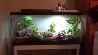 Self cleaning corn snake enclosure [upl. by Dilisio]