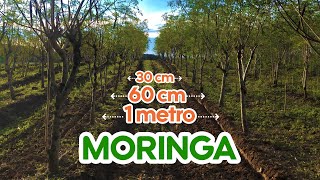 QUAL ESPAÇAMENTO UTILIZAR NA MORINGA [upl. by Enyaht]