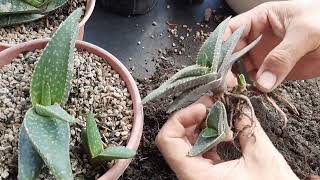 Succulent Propagation Gasteria  Tips along the way [upl. by Dehlia379]