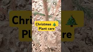 CHRISTMAS 🎄 PLANT CARE Araucaria facts gardening amazingfacts christmas plants subscribe yt [upl. by Sivolc]