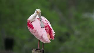 spoonbill preening [upl. by Analat]