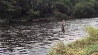 Blackwater salmon on Loop cross sx [upl. by Odlanyer616]