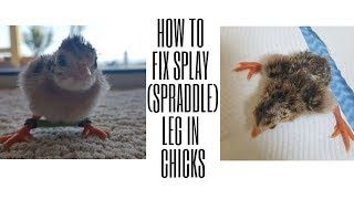 DAY 175  Fixing Splay Leg Spraddle Leg In Our Chicks Guinea Keets [upl. by Bocyaj935]