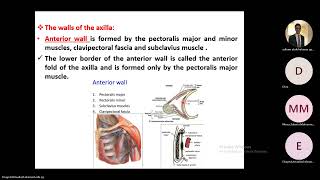 Anatomy of the Axilla part 1 [upl. by Sullivan]