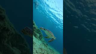 Seaturtle in Ayia Napa 2023 [upl. by Gennifer416]