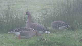 Greater Whitefronted Goose Anser albifrons Kolgans Strijen ZH the Netherlands 4 Nov 2024 44 [upl. by Olegnaed249]