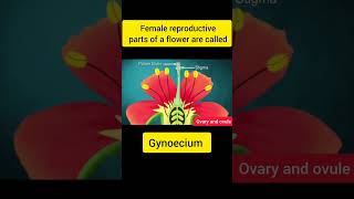 Female reproductive parts of flower ovary ovules youtubeshorts shorts [upl. by Edmunda]